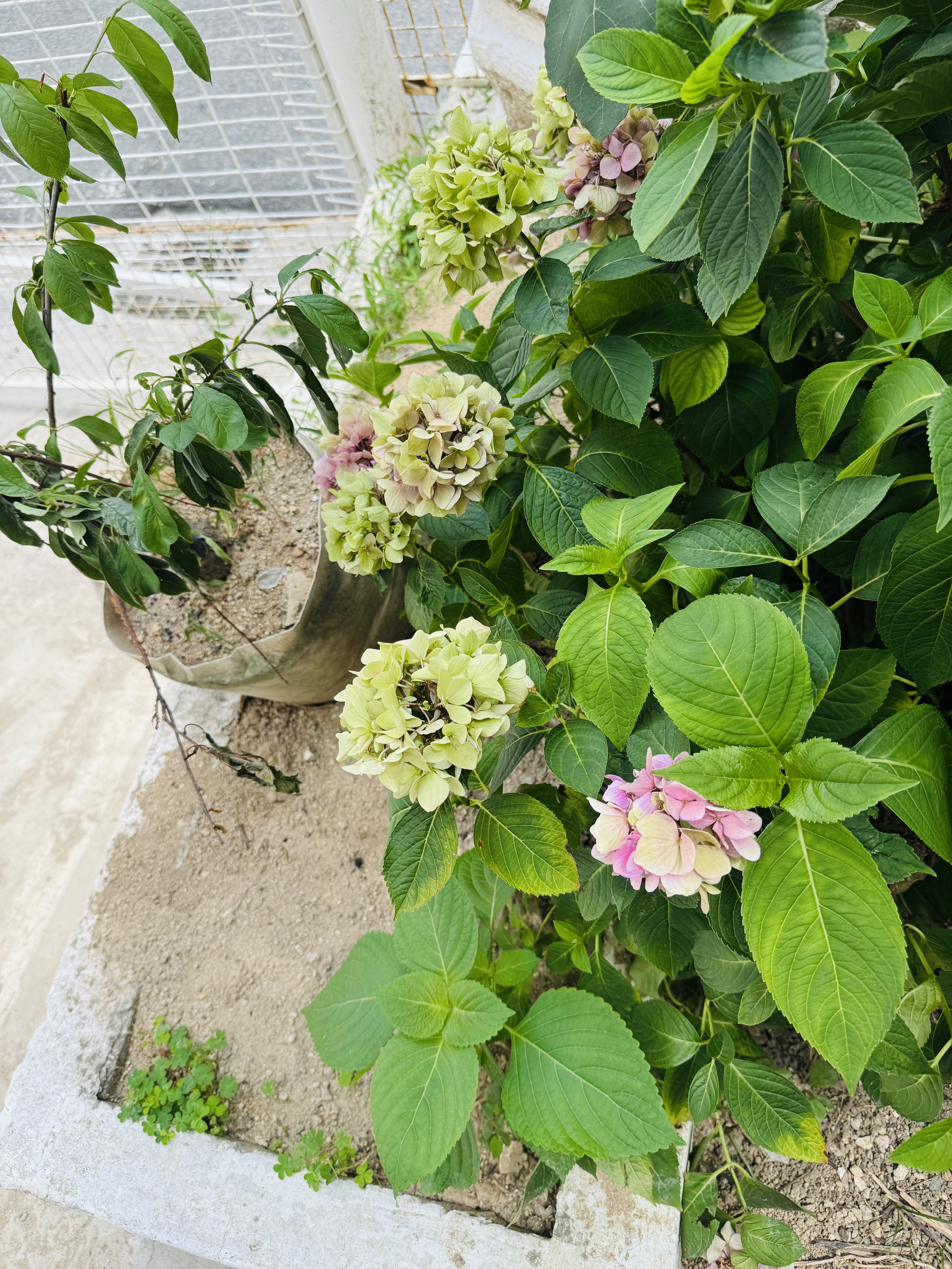 수국을 찾아서❤️