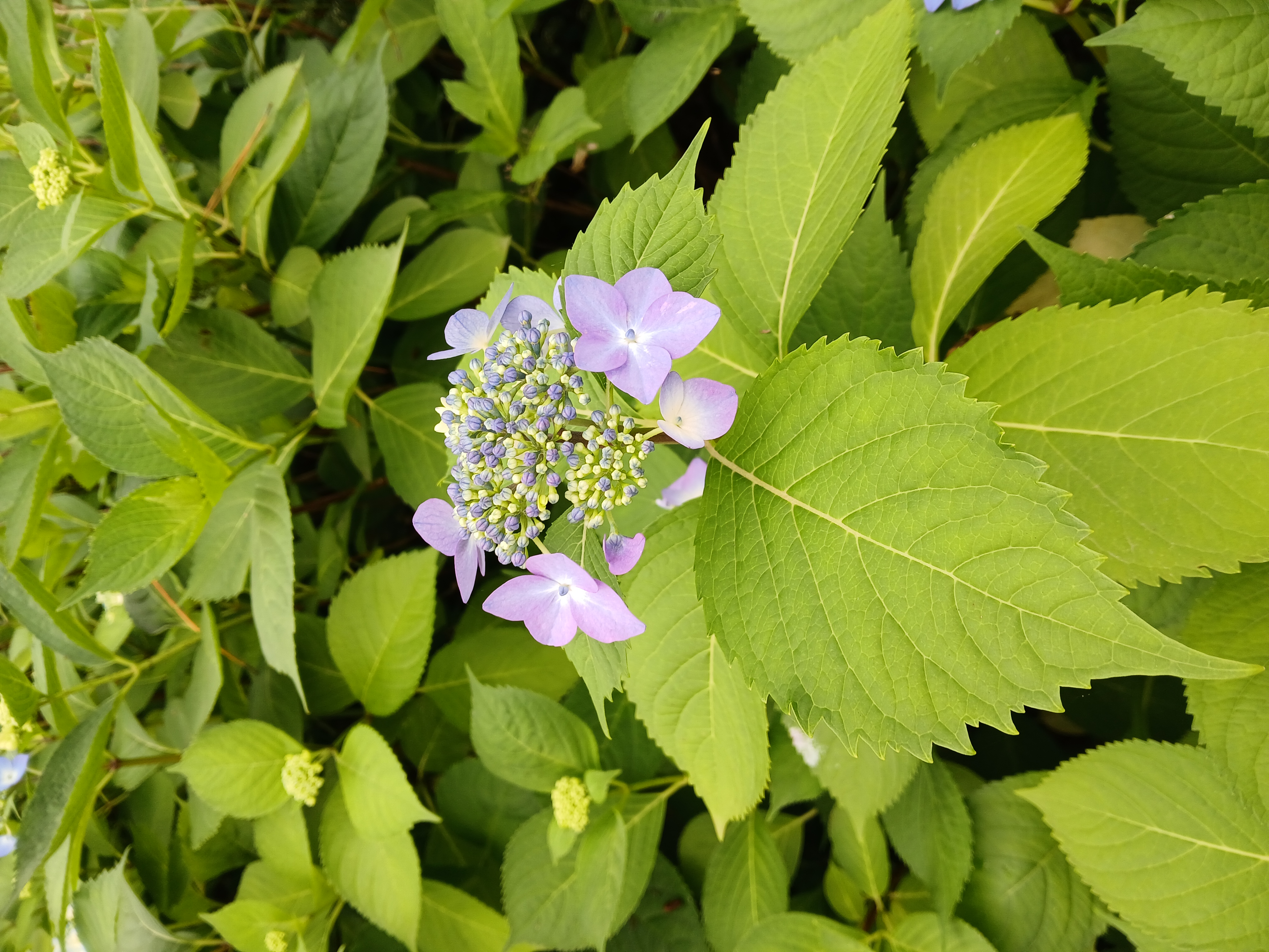 출렁다리