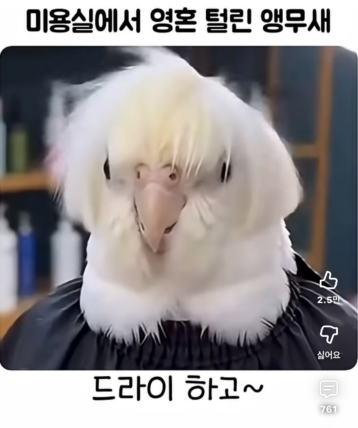 요즘 대세는 앵무새. . . 끼