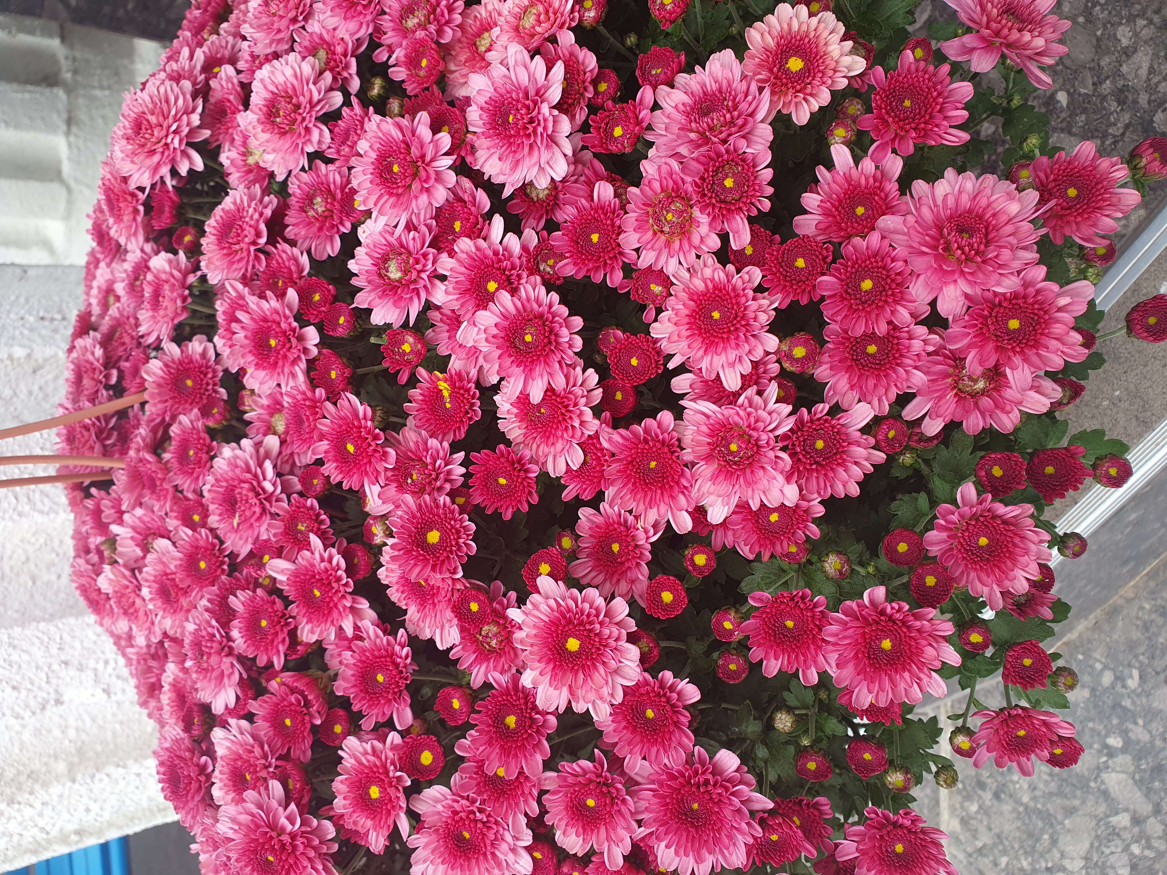 새로온 국화